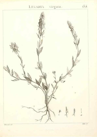 Reproducción/Reproduction 9300941738: Flora Atlantica, sive, Historia plantarum quae in Atlante, agro Tunetano et Algeriensi crescunt /. Parisiis :Apud Blanchon,1800.