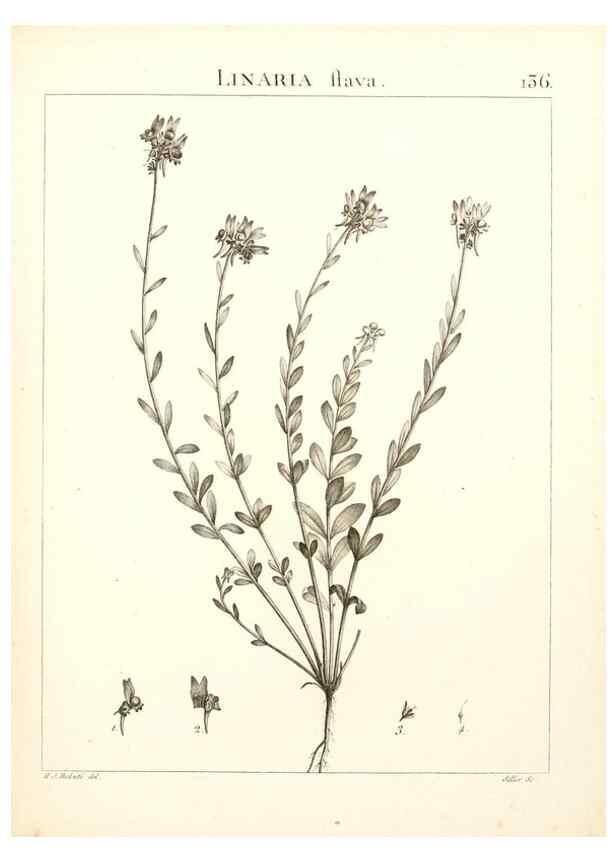 Reproducción/Reproduction 9298159557: Flora Atlantica, sive, Historia plantarum quae in Atlante, agro Tunetano et Algeriensi crescunt /. Parisiis :Apud Blanchon,1800.