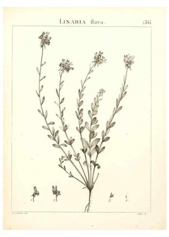 Reproducción/Reproduction 9298159557: Flora Atlantica, sive, Historia plantarum quae in Atlante, agro Tunetano et Algeriensi crescunt /. Parisiis :Apud Blanchon,1800.