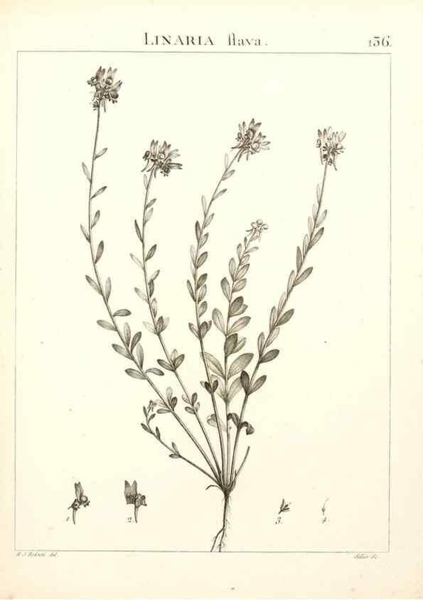 Reproducción/Reproduction 9298159557: Flora Atlantica, sive, Historia plantarum quae in Atlante, agro Tunetano et Algeriensi crescunt /. Parisiis :Apud Blanchon,1800.