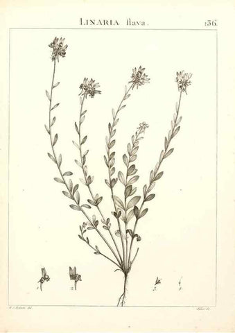 Reproducción/Reproduction 9298159557: Flora Atlantica, sive, Historia plantarum quae in Atlante, agro Tunetano et Algeriensi crescunt /. Parisiis :Apud Blanchon,1800.