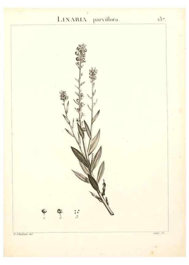 Reproducción/Reproduction 9300943020: Flora Atlantica, sive, Historia plantarum quae in Atlante, agro Tunetano et Algeriensi crescunt /. Parisiis :Apud Blanchon,1800.