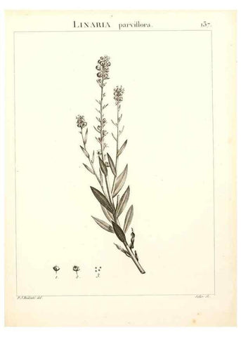 Reproducción/Reproduction 9300943020: Flora Atlantica, sive, Historia plantarum quae in Atlante, agro Tunetano et Algeriensi crescunt /. Parisiis :Apud Blanchon,1800.
