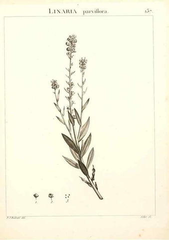 Reproducción/Reproduction 9300943020: Flora Atlantica, sive, Historia plantarum quae in Atlante, agro Tunetano et Algeriensi crescunt /. Parisiis :Apud Blanchon,1800.