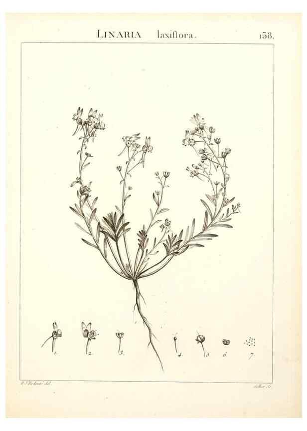 Reproducción/Reproduction 9298160735: Flora Atlantica, sive, Historia plantarum quae in Atlante, agro Tunetano et Algeriensi crescunt /. Parisiis :Apud Blanchon,1800.