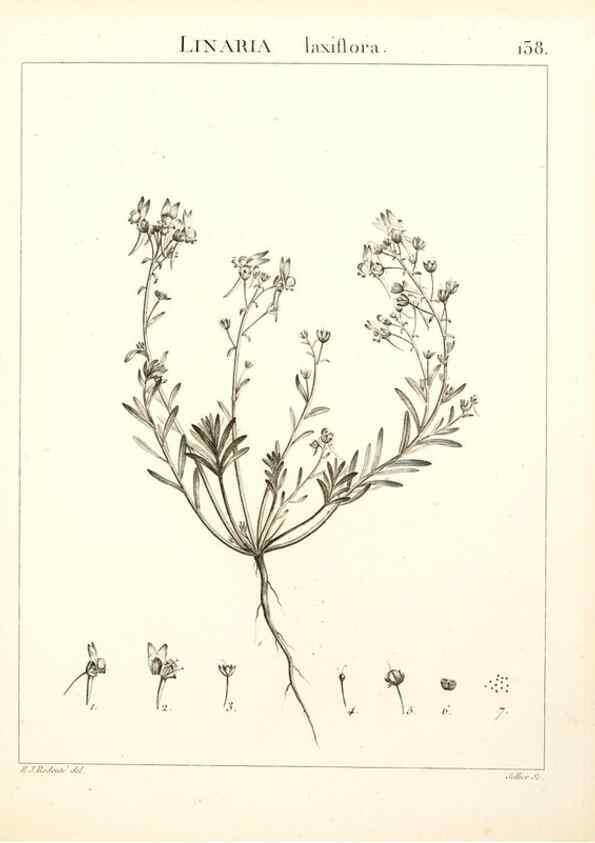 Reproducción/Reproduction 9298160735: Flora Atlantica, sive, Historia plantarum quae in Atlante, agro Tunetano et Algeriensi crescunt /. Parisiis :Apud Blanchon,1800.