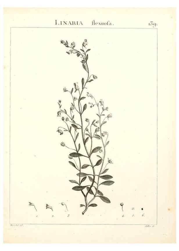 Reproducción/Reproduction 9300944138: Flora Atlantica, sive, Historia plantarum quae in Atlante, agro Tunetano et Algeriensi crescunt /. Parisiis :Apud Blanchon,1800.