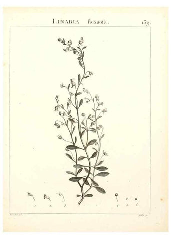 Reproducción/Reproduction 9300944138: Flora Atlantica, sive, Historia plantarum quae in Atlante, agro Tunetano et Algeriensi crescunt /. Parisiis :Apud Blanchon,1800.