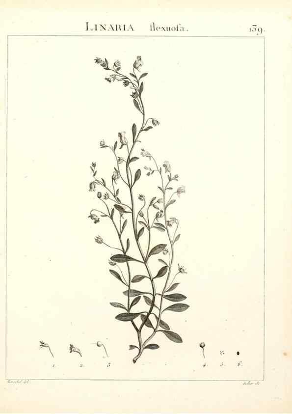 Reproducción/Reproduction 9300944138: Flora Atlantica, sive, Historia plantarum quae in Atlante, agro Tunetano et Algeriensi crescunt /. Parisiis :Apud Blanchon,1800.
