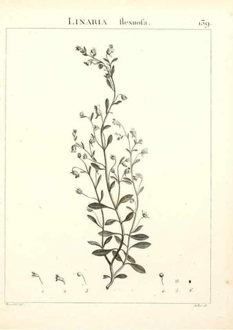 Reproducción/Reproduction 9300944138: Flora Atlantica, sive, Historia plantarum quae in Atlante, agro Tunetano et Algeriensi crescunt /. Parisiis :Apud Blanchon,1800.
