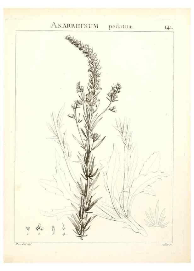 Reproducción/Reproduction 9300945504: Flora Atlantica, sive, Historia plantarum quae in Atlante, agro Tunetano et Algeriensi crescunt /. Parisiis :Apud Blanchon,1800.