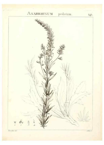 Reproducción/Reproduction 9300945504: Flora Atlantica, sive, Historia plantarum quae in Atlante, agro Tunetano et Algeriensi crescunt /. Parisiis :Apud Blanchon,1800.