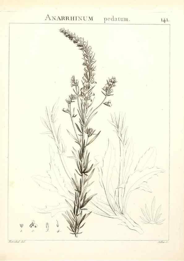Reproducción/Reproduction 9300945504: Flora Atlantica, sive, Historia plantarum quae in Atlante, agro Tunetano et Algeriensi crescunt /. Parisiis :Apud Blanchon,1800.