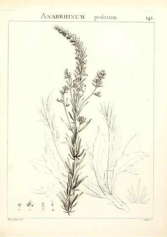 Reproducción/Reproduction 9300945504: Flora Atlantica, sive, Historia plantarum quae in Atlante, agro Tunetano et Algeriensi crescunt /. Parisiis :Apud Blanchon,1800.