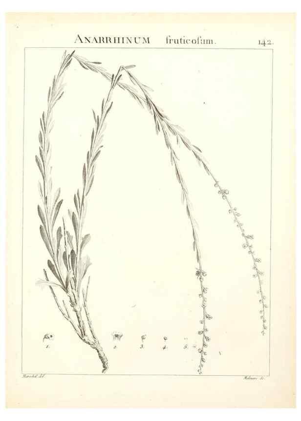 Reproducción/Reproduction 9300946218: Flora Atlantica, sive, Historia plantarum quae in Atlante, agro Tunetano et Algeriensi crescunt /. Parisiis :Apud Blanchon,1800.