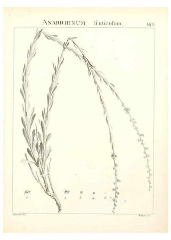 Reproducción/Reproduction 9300946218: Flora Atlantica, sive, Historia plantarum quae in Atlante, agro Tunetano et Algeriensi crescunt /. Parisiis :Apud Blanchon,1800.