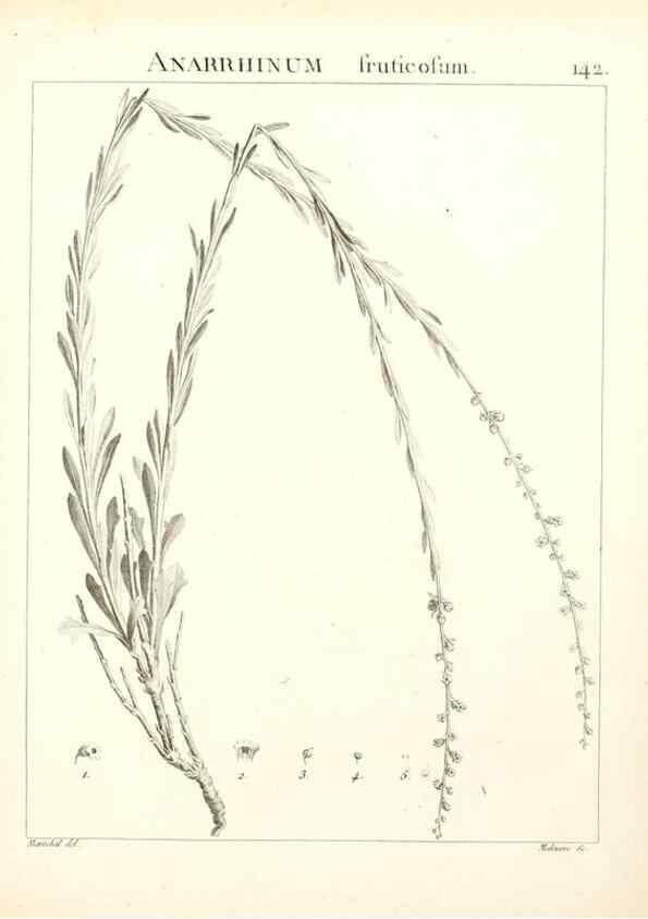 Reproducción/Reproduction 9300946218: Flora Atlantica, sive, Historia plantarum quae in Atlante, agro Tunetano et Algeriensi crescunt /. Parisiis :Apud Blanchon,1800.
