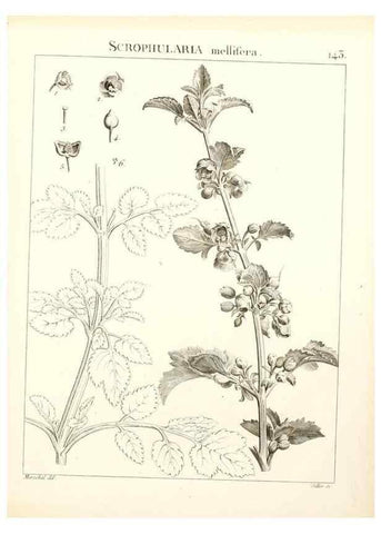 Reproducción/Reproduction 9300946968: Flora Atlantica, sive, Historia plantarum quae in Atlante, agro Tunetano et Algeriensi crescunt /. Parisiis :Apud Blanchon,1800.