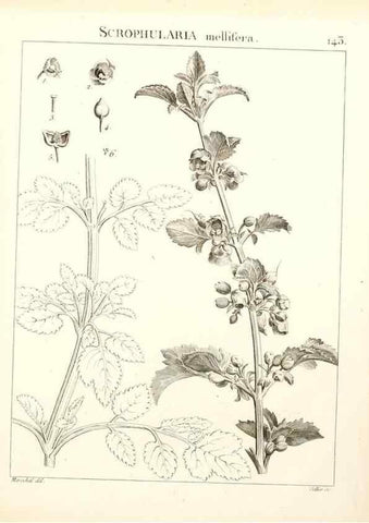 Reproducción/Reproduction 9300946968: Flora Atlantica, sive, Historia plantarum quae in Atlante, agro Tunetano et Algeriensi crescunt /. Parisiis :Apud Blanchon,1800.