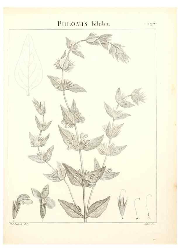Reproducción/Reproduction 9300936386: Flora Atlantica, sive, Historia plantarum quae in Atlante, agro Tunetano et Algeriensi crescunt /. Parisiis :Apud Blanchon,1800.