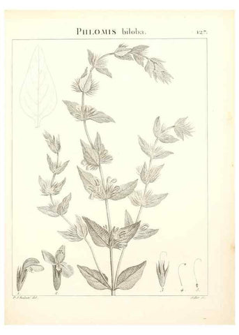 Reproducción/Reproduction 9300936386: Flora Atlantica, sive, Historia plantarum quae in Atlante, agro Tunetano et Algeriensi crescunt /. Parisiis :Apud Blanchon,1800.