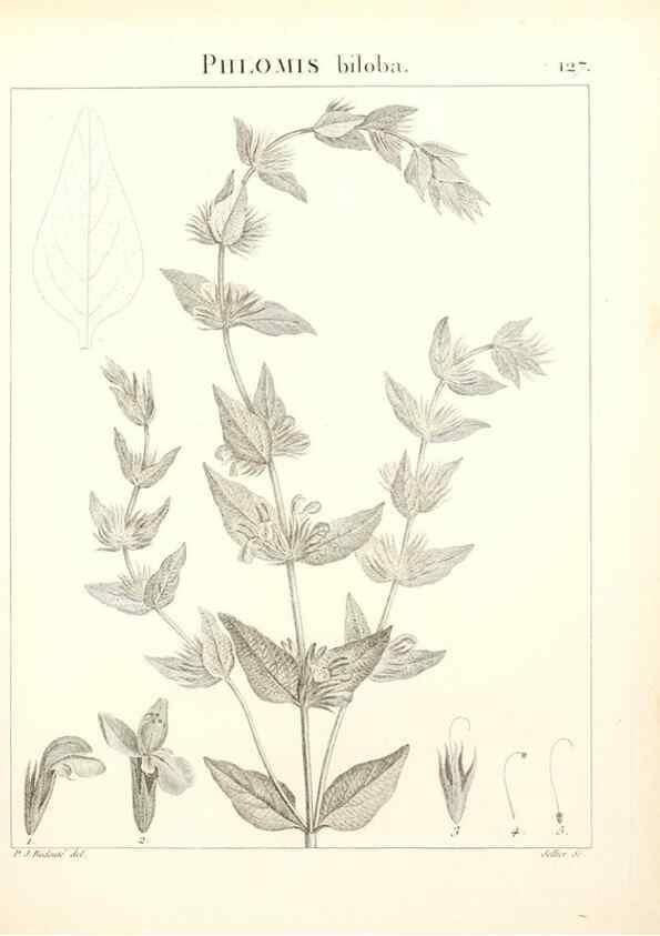 Reproducción/Reproduction 9300936386: Flora Atlantica, sive, Historia plantarum quae in Atlante, agro Tunetano et Algeriensi crescunt /. Parisiis :Apud Blanchon,1800.