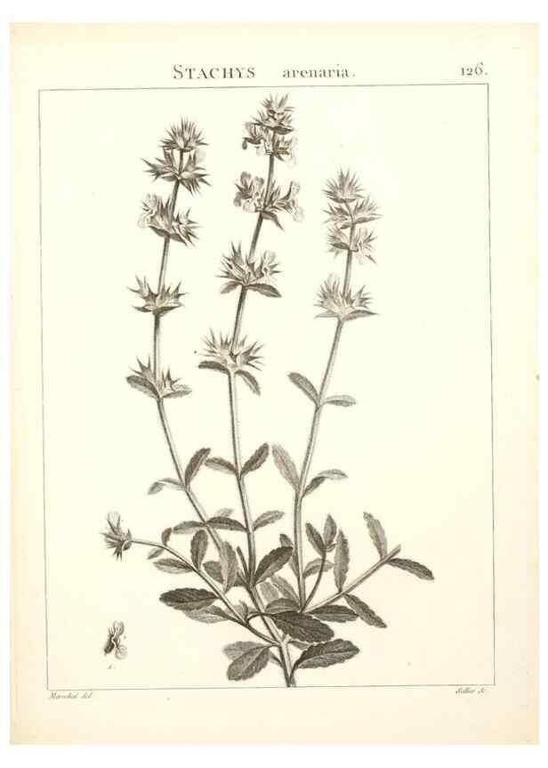 Reproducción/Reproduction 9300935732: Flora Atlantica, sive, Historia plantarum quae in Atlante, agro Tunetano et Algeriensi crescunt /. Parisiis :Apud Blanchon,1800.