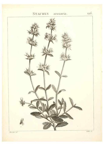 Reproducción/Reproduction 9300935732: Flora Atlantica, sive, Historia plantarum quae in Atlante, agro Tunetano et Algeriensi crescunt /. Parisiis :Apud Blanchon,1800.