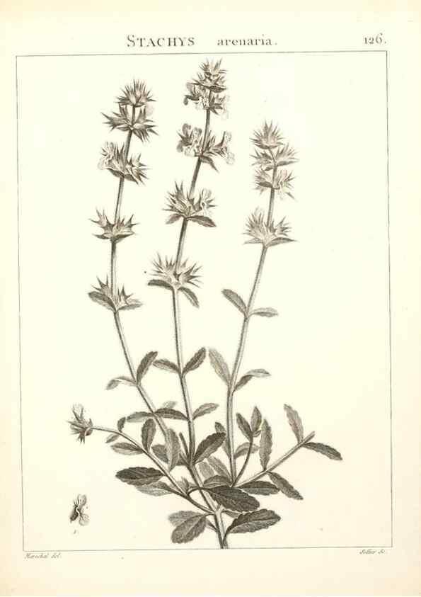 Reproducción/Reproduction 9300935732: Flora Atlantica, sive, Historia plantarum quae in Atlante, agro Tunetano et Algeriensi crescunt /. Parisiis :Apud Blanchon,1800.