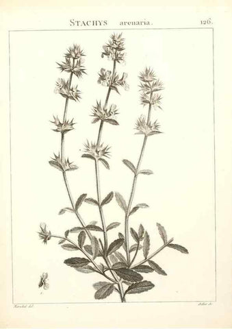 Reproducción/Reproduction 9300935732: Flora Atlantica, sive, Historia plantarum quae in Atlante, agro Tunetano et Algeriensi crescunt /. Parisiis :Apud Blanchon,1800.