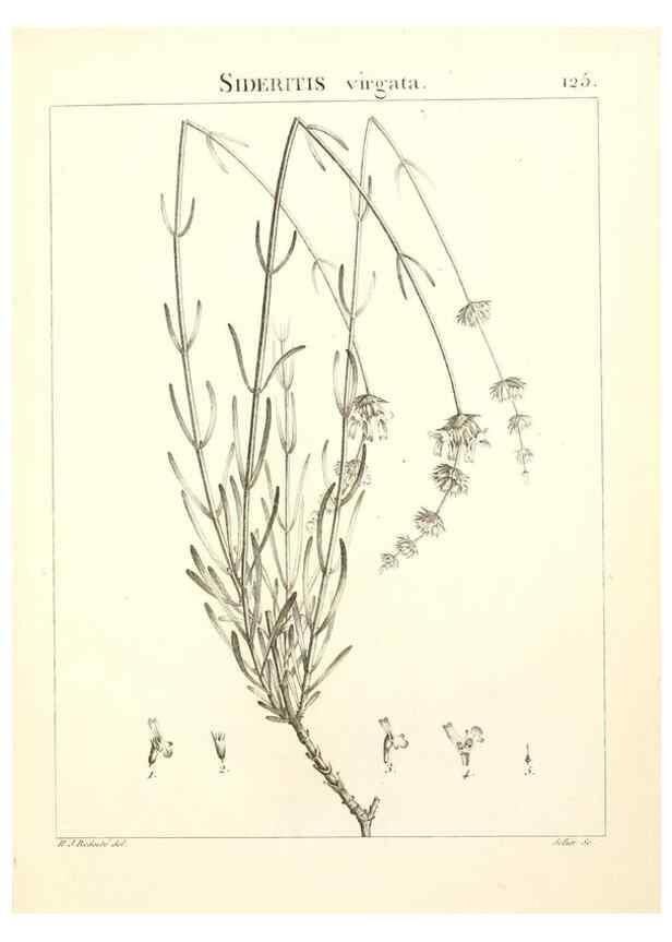 Reproducción/Reproduction 9298152117: Flora Atlantica, sive, Historia plantarum quae in Atlante, agro Tunetano et Algeriensi crescunt /. Parisiis :Apud Blanchon,1800.
