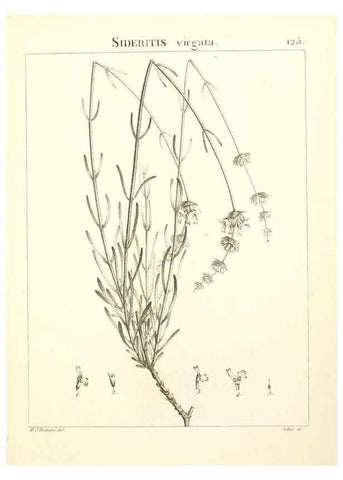 Reproducción/Reproduction 9298152117: Flora Atlantica, sive, Historia plantarum quae in Atlante, agro Tunetano et Algeriensi crescunt /. Parisiis :Apud Blanchon,1800.