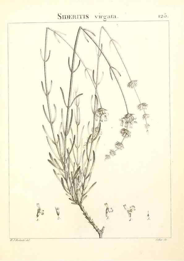 Reproducción/Reproduction 9298152117: Flora Atlantica, sive, Historia plantarum quae in Atlante, agro Tunetano et Algeriensi crescunt /. Parisiis :Apud Blanchon,1800.