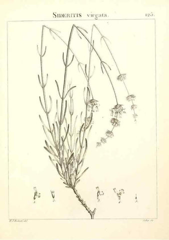 Reproducción/Reproduction 9298152117: Flora Atlantica, sive, Historia plantarum quae in Atlante, agro Tunetano et Algeriensi crescunt /. Parisiis :Apud Blanchon,1800.