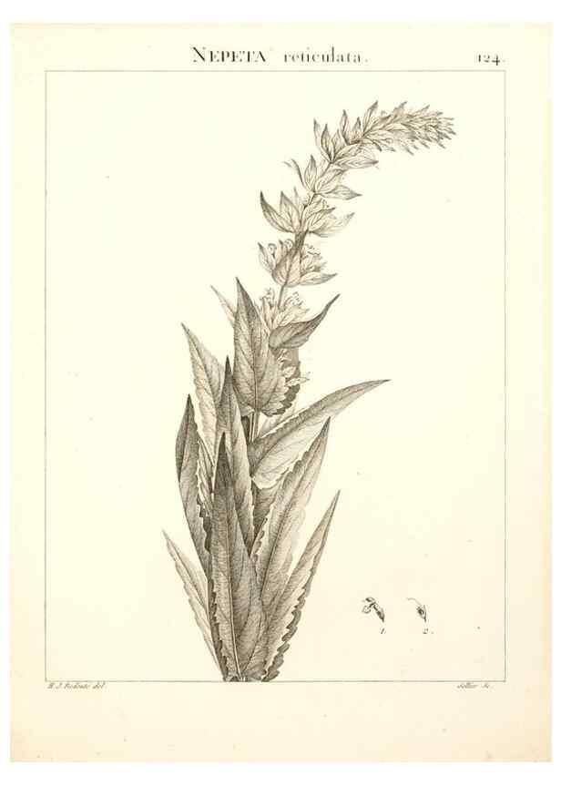 Reproducción/Reproduction 9300934492: Flora Atlantica, sive, Historia plantarum quae in Atlante, agro Tunetano et Algeriensi crescunt /. Parisiis :Apud Blanchon,1800.