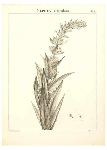 Reproducción/Reproduction 9300934492: Flora Atlantica, sive, Historia plantarum quae in Atlante, agro Tunetano et Algeriensi crescunt /. Parisiis :Apud Blanchon,1800.