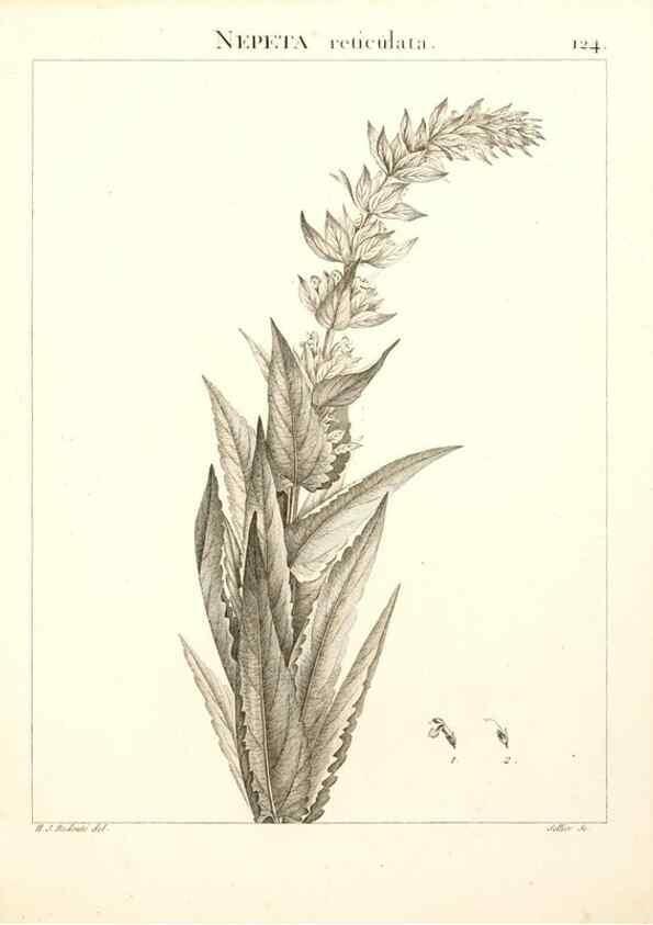 Reproducción/Reproduction 9300934492: Flora Atlantica, sive, Historia plantarum quae in Atlante, agro Tunetano et Algeriensi crescunt /. Parisiis :Apud Blanchon,1800.