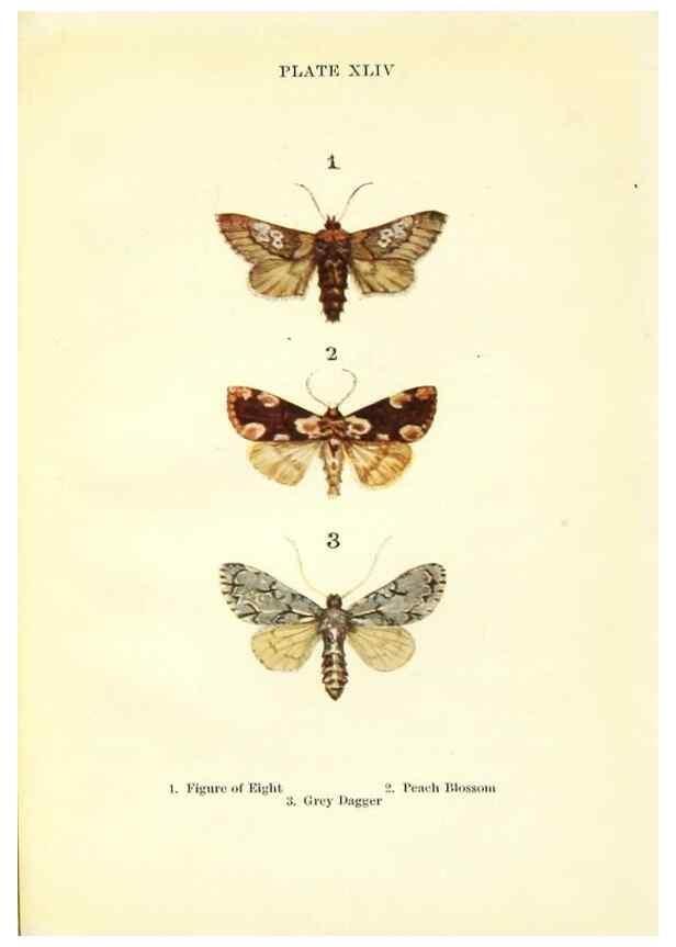 Reproducción/Reproduction 9264545406: Butterflies and moths,. London & Edinburgh,T.C. & E.C. Jack[1910]