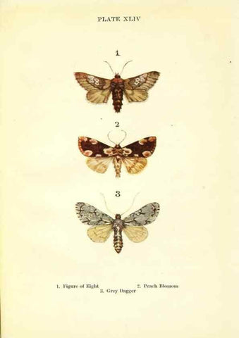 Reproducción/Reproduction 9264545406: Butterflies and moths,. London & Edinburgh,T.C. & E.C. Jack[1910]