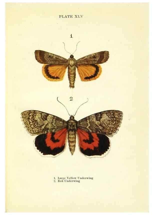 Reproducción/Reproduction 9264546198: Butterflies and moths,. London & Edinburgh,T.C. & E.C. Jack[1910]