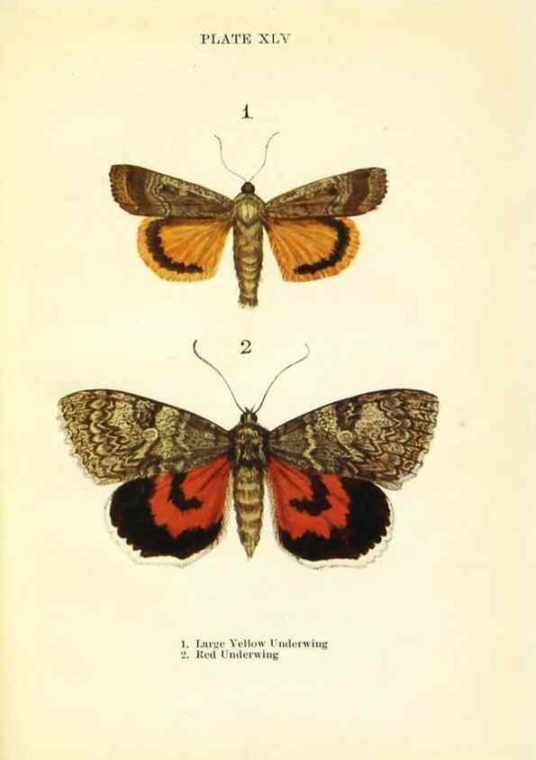 Reproducción/Reproduction 9264546198: Butterflies and moths,. London & Edinburgh,T.C. & E.C. Jack[1910]
