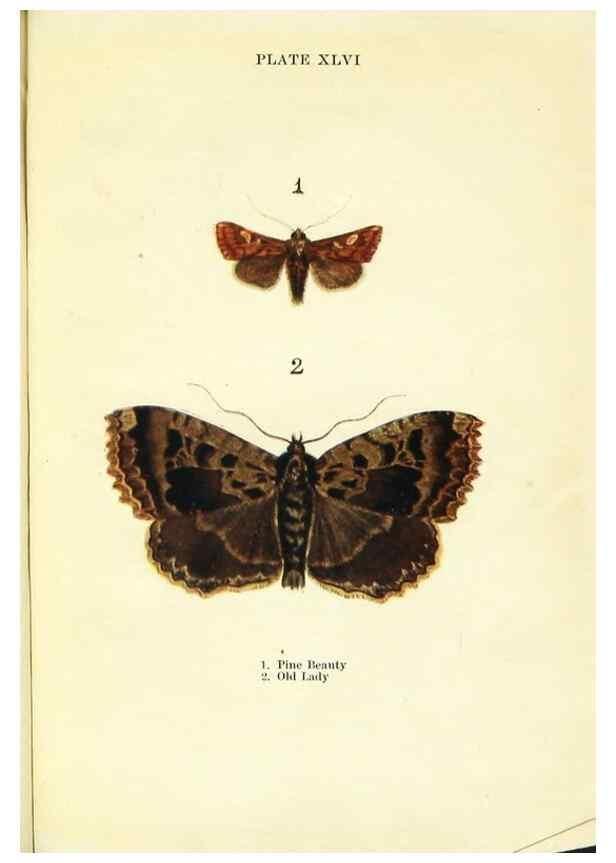 Reproducción/Reproduction 9264546926: Butterflies and moths,. London & Edinburgh,T.C. & E.C. Jack[1910]