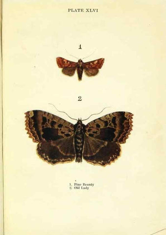 Reproducción/Reproduction 9264546926: Butterflies and moths,. London & Edinburgh,T.C. & E.C. Jack[1910]