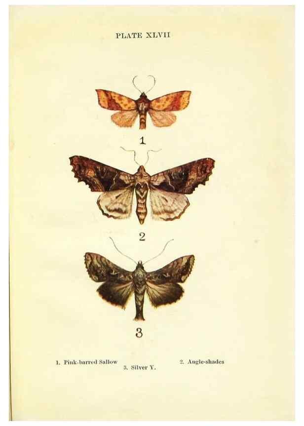 Reproducción/Reproduction 9261771815: Butterflies and moths,. London & Edinburgh,T.C. & E.C. Jack[1910]