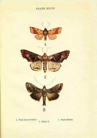 Reproducción/Reproduction 9261771815: Butterflies and moths,. London & Edinburgh,T.C. & E.C. Jack[1910]