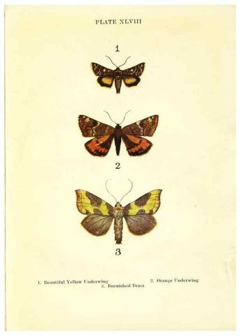Reproducción/Reproduction 9264548354: Butterflies and moths,. London & Edinburgh,T.C. & E.C. Jack[1910]