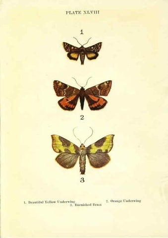 Reproducción/Reproduction 9264548354: Butterflies and moths,. London & Edinburgh,T.C. & E.C. Jack[1910]