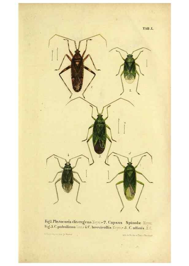 Reproducción/Reproduction 9271035170: Verzeichniss der in der Schweiz einheimischen Rhynchoten. (Hemiptera Linn). Solothurn,Verlag von Jent und Gassmann,1843.