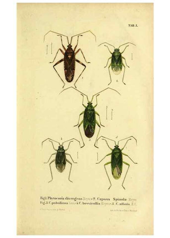 Reproducción/Reproduction 9271035170: Verzeichniss der in der Schweiz einheimischen Rhynchoten. (Hemiptera Linn). Solothurn,Verlag von Jent und Gassmann,1843.