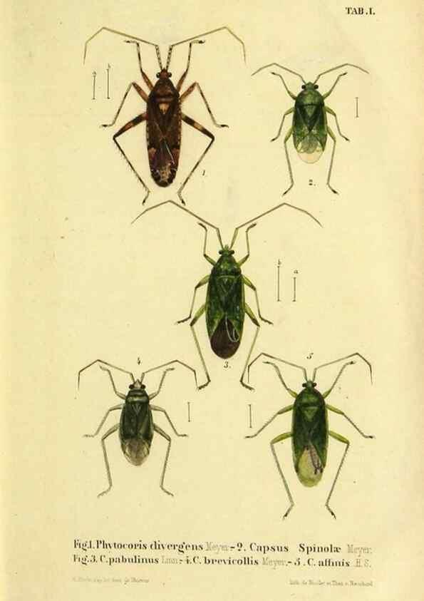 Reproducción/Reproduction 9271035170: Verzeichniss der in der Schweiz einheimischen Rhynchoten. (Hemiptera Linn). Solothurn,Verlag von Jent und Gassmann,1843.